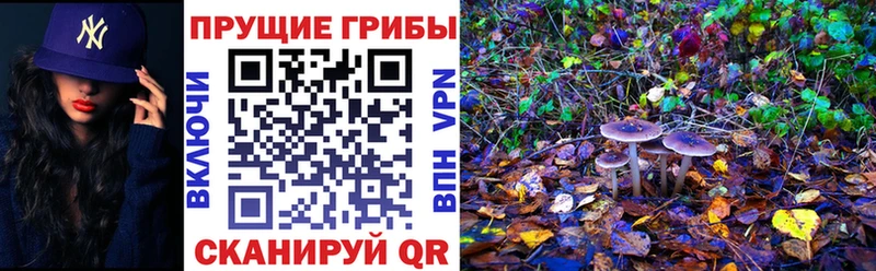 Галлюциногенные грибы MAGIC MUSHROOMS  цена наркотик  Нолинск 